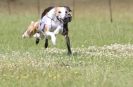 Image 75 in OXFORD PEDIGREE WHIPPET RACING CLUB OPEN EVENT