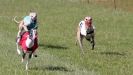 Image 76 in OXFORD PEDIGREE WHIPPET RACING CLUB OPEN EVENT