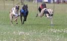 Image 77 in OXFORD PEDIGREE WHIPPET RACING CLUB OPEN EVENT