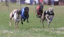 Image 78 in OXFORD PEDIGREE WHIPPET RACING CLUB OPEN EVENT