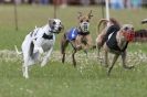 Image 8 in OXFORD PEDIGREE WHIPPET RACING CLUB OPEN EVENT