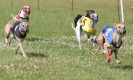 Image 80 in OXFORD PEDIGREE WHIPPET RACING CLUB OPEN EVENT