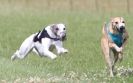 Image 81 in OXFORD PEDIGREE WHIPPET RACING CLUB OPEN EVENT