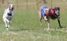 Image 82 in OXFORD PEDIGREE WHIPPET RACING CLUB OPEN EVENT