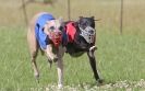 Image 83 in OXFORD PEDIGREE WHIPPET RACING CLUB OPEN EVENT