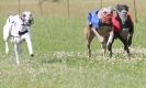 Image 84 in OXFORD PEDIGREE WHIPPET RACING CLUB OPEN EVENT