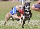 Image 85 in OXFORD PEDIGREE WHIPPET RACING CLUB OPEN EVENT