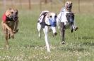 Image 86 in OXFORD PEDIGREE WHIPPET RACING CLUB OPEN EVENT