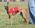 Image 87 in OXFORD PEDIGREE WHIPPET RACING CLUB OPEN EVENT