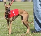 Image 88 in OXFORD PEDIGREE WHIPPET RACING CLUB OPEN EVENT