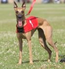 Image 89 in OXFORD PEDIGREE WHIPPET RACING CLUB OPEN EVENT