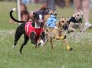 Image 9 in OXFORD PEDIGREE WHIPPET RACING CLUB OPEN EVENT