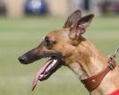 Image 90 in OXFORD PEDIGREE WHIPPET RACING CLUB OPEN EVENT