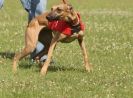 Image 91 in OXFORD PEDIGREE WHIPPET RACING CLUB OPEN EVENT