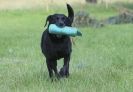 Image 1 in GLEMHAM HALL COUNTRY FAIR JUNE 2009   ( GUNDOGS )