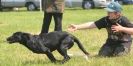 Image 11 in GLEMHAM HALL COUNTRY FAIR JUNE 2009   ( GUNDOGS )