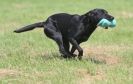 Image 12 in GLEMHAM HALL COUNTRY FAIR JUNE 2009   ( GUNDOGS )