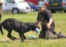 Image 13 in GLEMHAM HALL COUNTRY FAIR JUNE 2009   ( GUNDOGS )