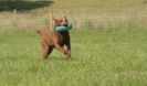 Image 14 in GLEMHAM HALL COUNTRY FAIR JUNE 2009   ( GUNDOGS )