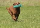 Image 15 in GLEMHAM HALL COUNTRY FAIR JUNE 2009   ( GUNDOGS )