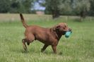 Image 16 in GLEMHAM HALL COUNTRY FAIR JUNE 2009   ( GUNDOGS )