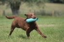 Image 17 in GLEMHAM HALL COUNTRY FAIR JUNE 2009   ( GUNDOGS )