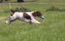 Image 18 in GLEMHAM HALL COUNTRY FAIR JUNE 2009   ( GUNDOGS )