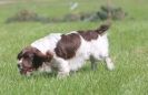 Image 19 in GLEMHAM HALL COUNTRY FAIR JUNE 2009   ( GUNDOGS )