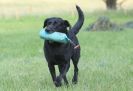 Image 2 in GLEMHAM HALL COUNTRY FAIR JUNE 2009   ( GUNDOGS )