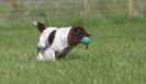 Image 20 in GLEMHAM HALL COUNTRY FAIR JUNE 2009   ( GUNDOGS )