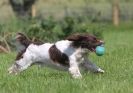 Image 21 in GLEMHAM HALL COUNTRY FAIR JUNE 2009   ( GUNDOGS )