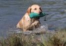 Image 26 in GLEMHAM HALL COUNTRY FAIR JUNE 2009   ( GUNDOGS )