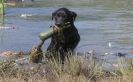 Image 27 in GLEMHAM HALL COUNTRY FAIR JUNE 2009   ( GUNDOGS )