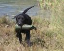 Image 28 in GLEMHAM HALL COUNTRY FAIR JUNE 2009   ( GUNDOGS )