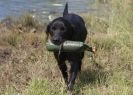 Image 29 in GLEMHAM HALL COUNTRY FAIR JUNE 2009   ( GUNDOGS )