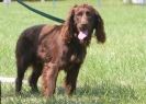 Image 3 in GLEMHAM HALL COUNTRY FAIR JUNE 2009   ( GUNDOGS )