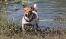 Image 30 in GLEMHAM HALL COUNTRY FAIR JUNE 2009   ( GUNDOGS )