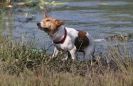 Image 31 in GLEMHAM HALL COUNTRY FAIR JUNE 2009 ( GUNDOGS )