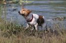 Image 31 in GLEMHAM HALL COUNTRY FAIR JUNE 2009   ( GUNDOGS )