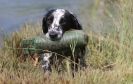 Image 33 in GLEMHAM HALL COUNTRY FAIR JUNE 2009 ( GUNDOGS )