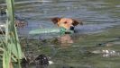 Image 36 in GLEMHAM HALL COUNTRY FAIR JUNE 2009   ( GUNDOGS )