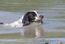 Image 38 in GLEMHAM HALL COUNTRY FAIR JUNE 2009 ( GUNDOGS )