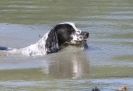 Image 38 in GLEMHAM HALL COUNTRY FAIR JUNE 2009   ( GUNDOGS )