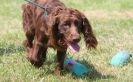 Image 4 in GLEMHAM HALL COUNTRY FAIR JUNE 2009   ( GUNDOGS )