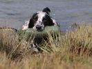 Image 40 in GLEMHAM HALL COUNTRY FAIR JUNE 2009 ( GUNDOGS )