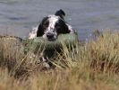 Image 40 in GLEMHAM HALL COUNTRY FAIR JUNE 2009   ( GUNDOGS )