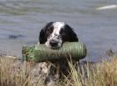 Image 41 in GLEMHAM HALL COUNTRY FAIR JUNE 2009 ( GUNDOGS )