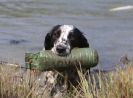 Image 41 in GLEMHAM HALL COUNTRY FAIR JUNE 2009   ( GUNDOGS )