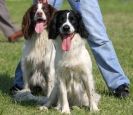 Image 42 in GLEMHAM HALL COUNTRY FAIR JUNE 2009 ( GUNDOGS )