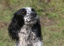 Image 43 in GLEMHAM HALL COUNTRY FAIR JUNE 2009   ( GUNDOGS )